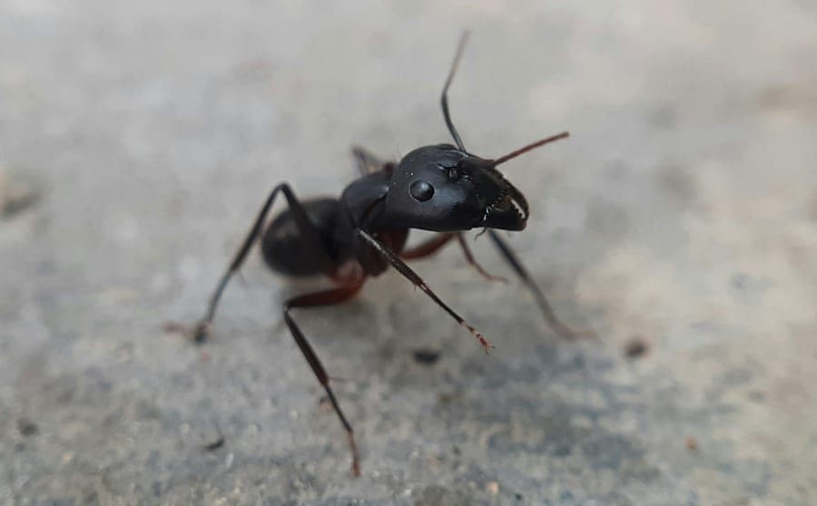 A large black carpenter ant on a concrete surface