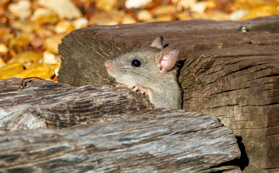 A rodent looking out from a narrow gap between weathered timbers