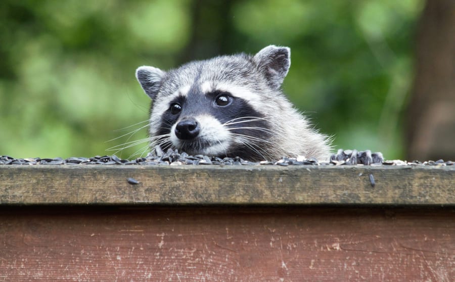 A raccoon looking over the edge of a wooden structure