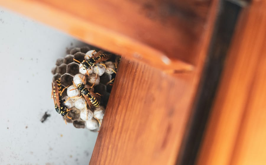 An open wasp nest built into the underside of a timber eave